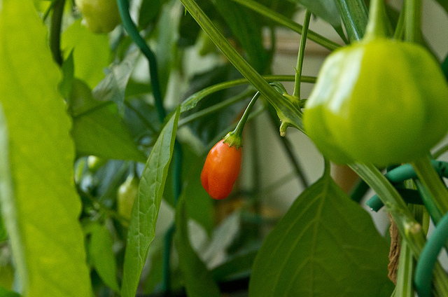 Capsaicin ist in Chillies enthalten und hilft gegen Schmerzen